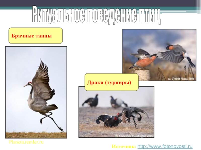 Брачные танцыРитуальное поведение птицPlaneta.remler.ru Источник: http://www.fotonovosti.ru Драки (турниры)