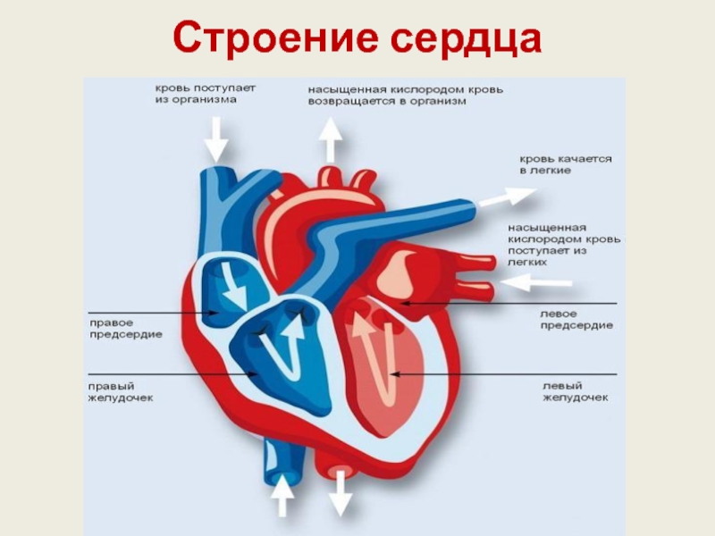 Строение сердца 8 класс. Рис 35 строение сердца. Строение сердца ЕГЭ. Внутреннее строение сердца макет. Карточка строение сердца.