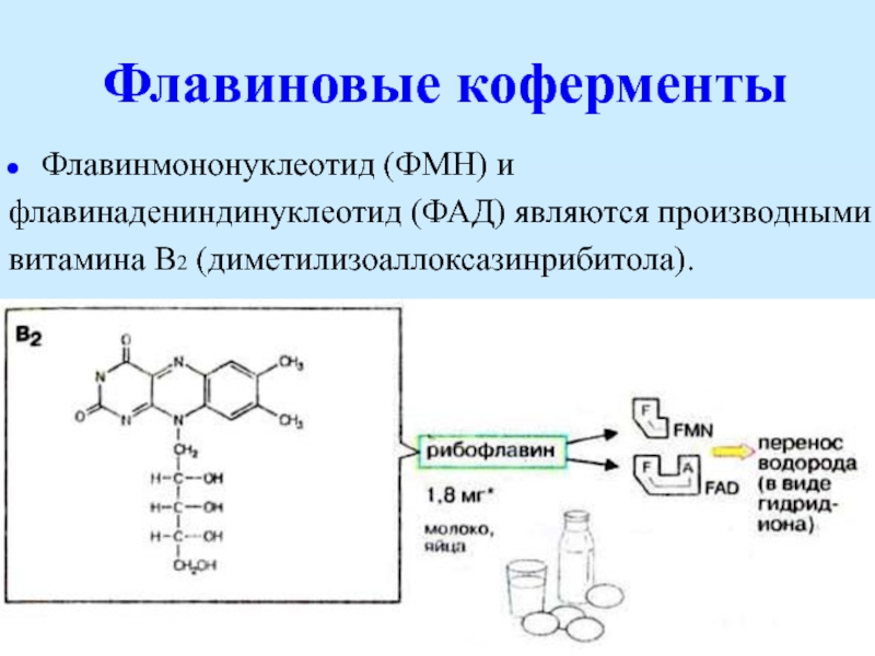 Синтез кофермента. ФАД производное витамина в2. Кофермент витамина в2. Структура кофермента витамина в2. FMN кофермент.