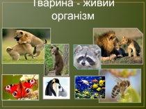 Тварина - живий організм