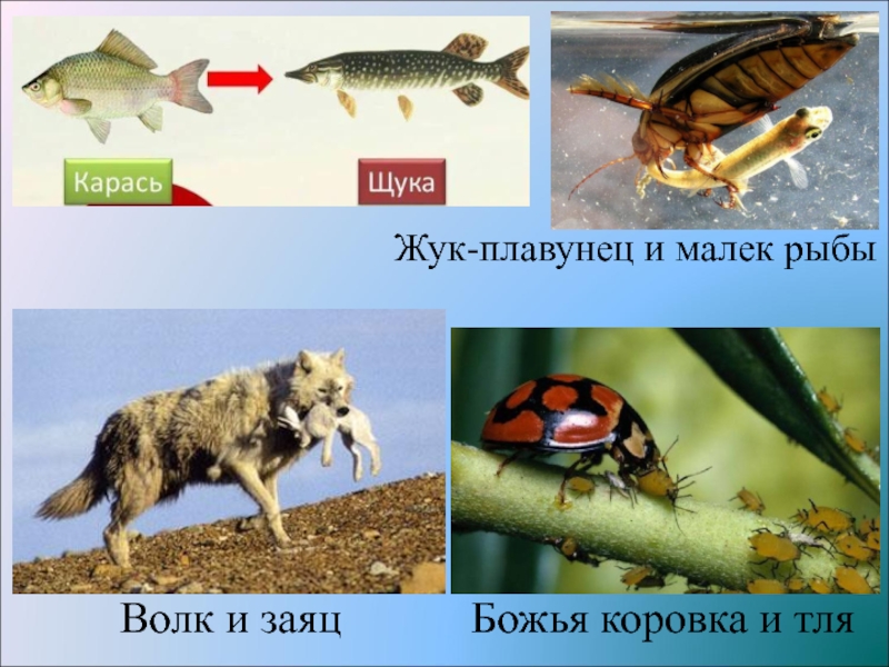 Какой организм является хищником. Жуки плавунцы и мальки рыб взаимоотношения. Жук плавунец и малек рыбы Тип взаимоотношений. Биотические факторы карася. Биотические факторы среды.