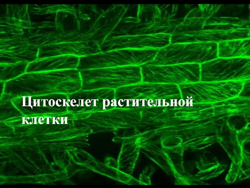 Цитоскелет растительной клетки