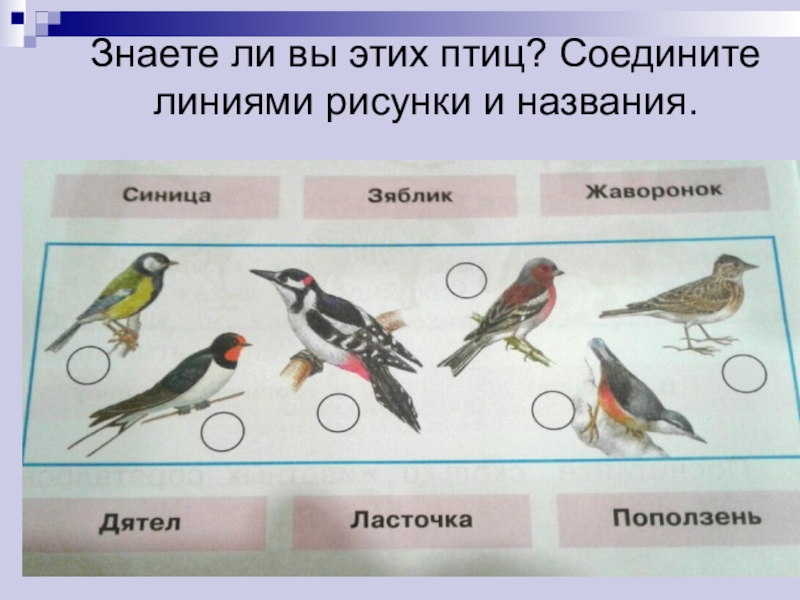 Где найти птичку. Соедини линиями рисунки и названия птиц. Знаете ли вы этих птиц соедините линиями рисунки. Зимующие птицы Соедини. Знаешь ли зимующих птиц.