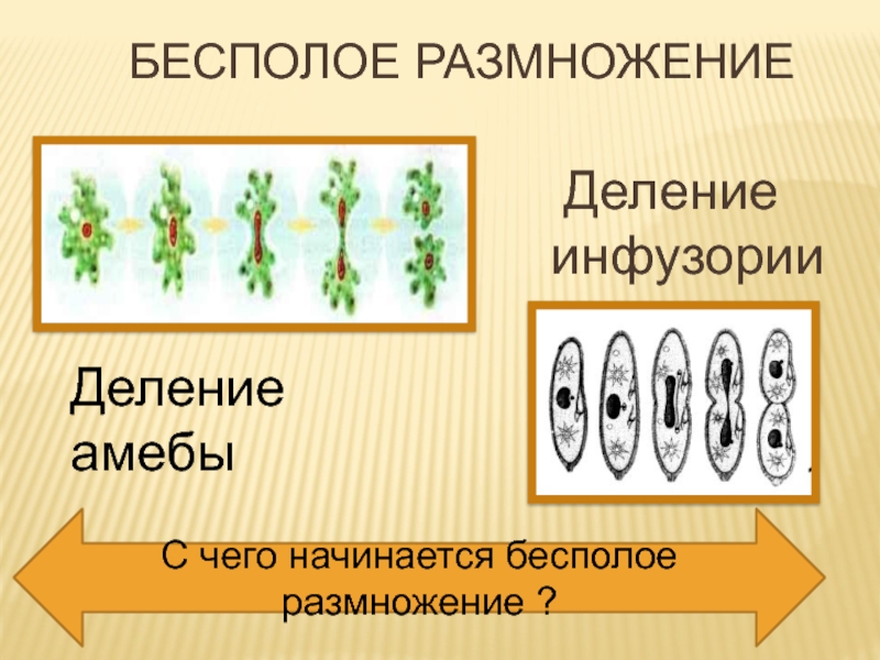 Размножение животных 2 класс. Деление амебы это бесполое размножение. Бесполое размножение у человека. Бесполое размножение броненосцев.