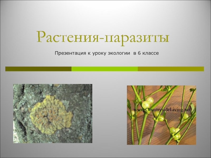 Презентация Растения-паразиты