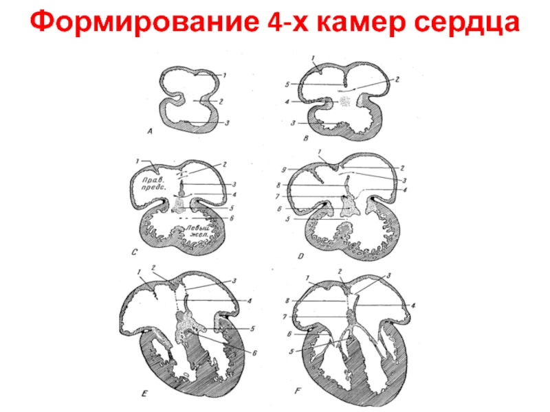 Развитие сердца. Развитие камер сердца. Формирование сердца происходит на. Эмбриональные источники развития надпочечников. Нормальные эмбриональные остатки сердца.