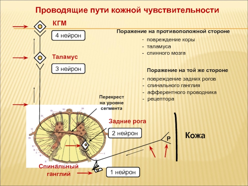 Поверхностные пути. Проводящие пути кожной чувствительности. Схема проводящих путей кожного анализатора. Проводящий путь общей кожной чувствительности. Схема путей общей кожной чувствительности.