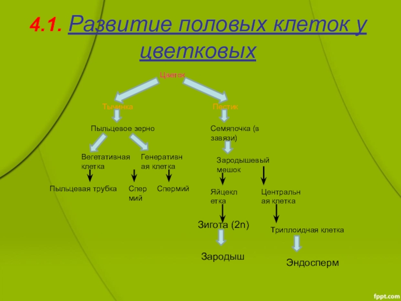 Развитие половых клеток