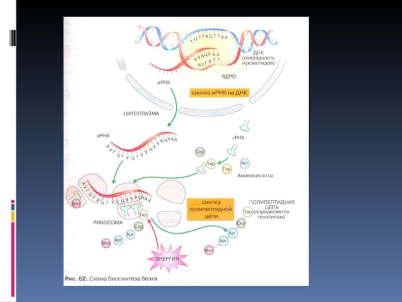 Биосинтез белка рисунок