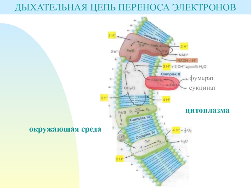 У птиц высокий обмен веществ