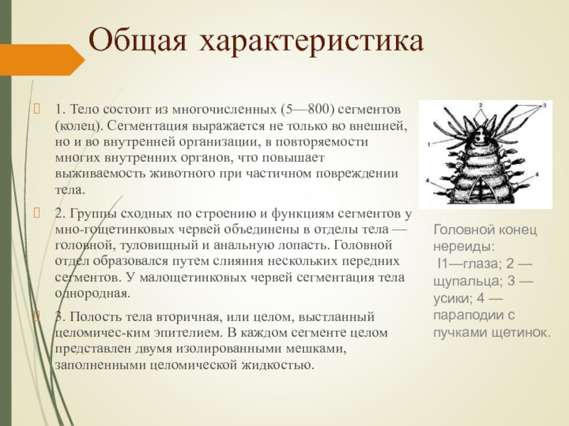 Общая характеристика1. Тело состоит из многочисленных (5—800) сегментов (колец). Сегментация выражается не только во внешней, но и