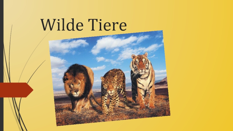 Презентация Wilde Tiere (иллюстрации)