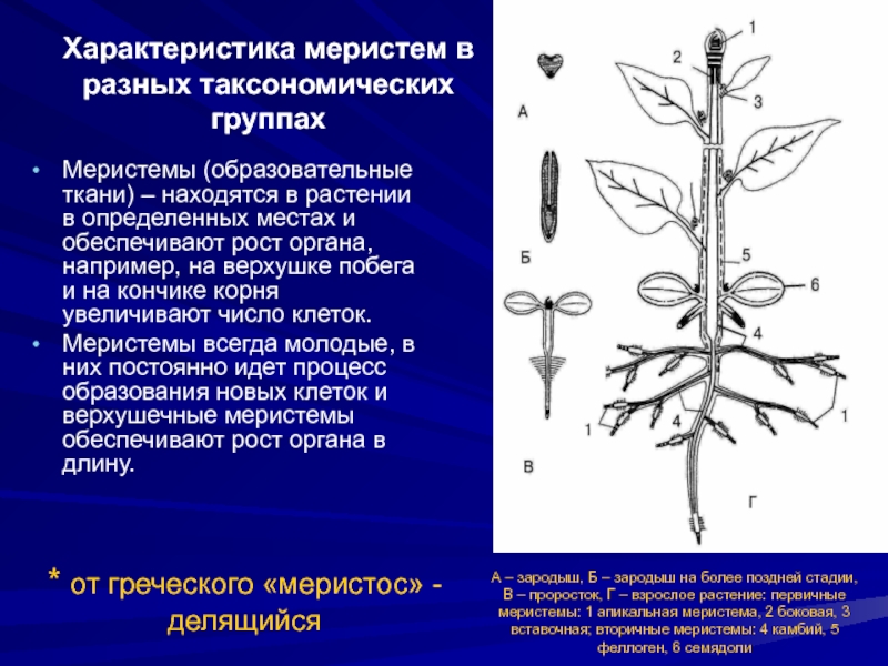 Меристема ростов. Характеристика меристем. Меристема растений это. Первичные и вторичные меристемы. Особенности меристемы.