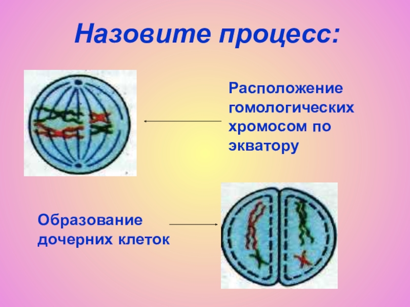 Экватор клетки. Расположение хромосом по экватору клетки. Расположение гомологичных хромосом по экватору клетки. Образование дочерних клеток. Гомологичные хромосомы располагаются по экватору клетки в.