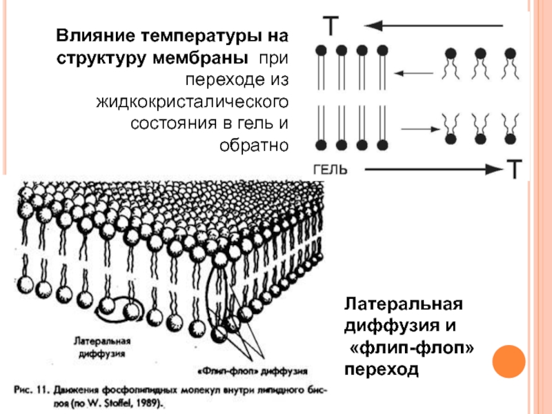 Вода в составе мембран. Структура мембраны. Строение липидов мембран. Структура мембранного липида. Изменение липидного состава мембраны.