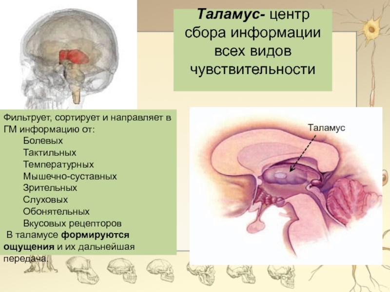 Что такое таламус. Строение таламуса кратко. Промежуточный мозг таламус строение. Функции таламуса промежуточного мозга. Роль таламуса промежуточного мозга.