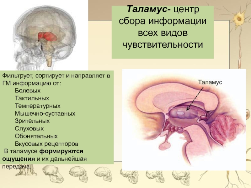 Что такое таламус