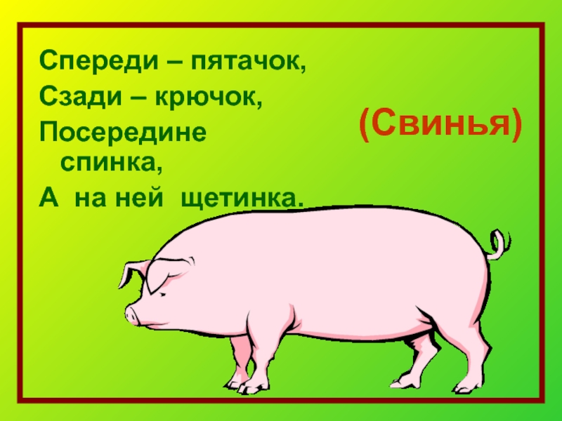 Загадка спереди. Спереди Пятачок сзади крючок. Свинья спереди. Спереди Пятачок сзади крючок посередине спинка. Спереди Пятачок сзади крючок посередине спинка а на ней щетинка.