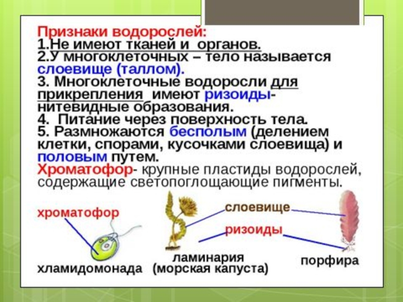 Презентация общая характеристика водорослей 6 класс биология