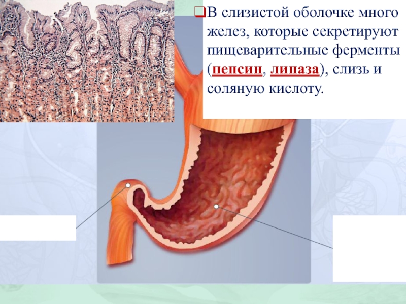 Для слизистой оболочки желудка характерно наличие. Слизистая оболочка желудка. Слизистая оболочка ЖКТ. Слизистые оболочки желудка.