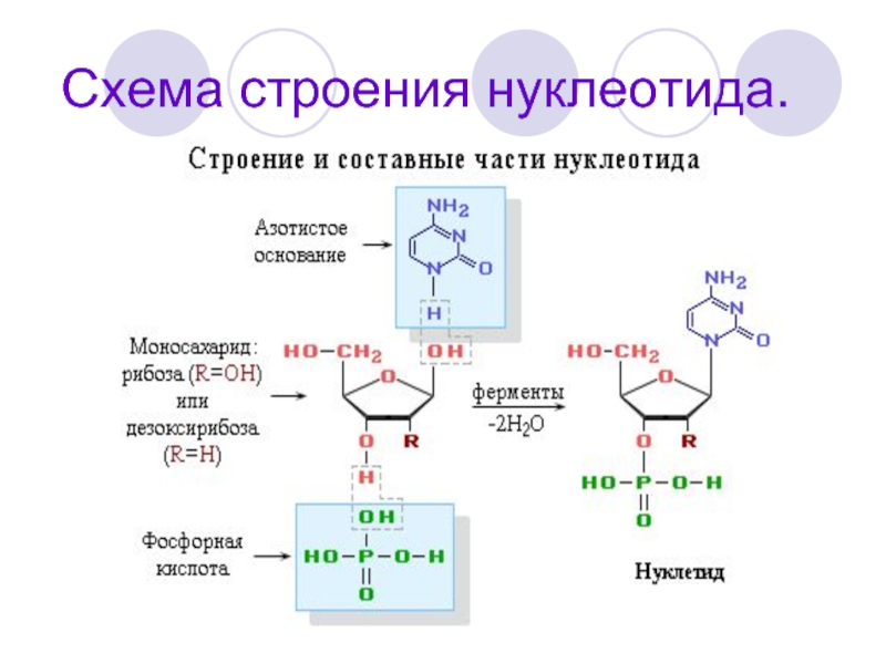 Нуклеотид схема строения