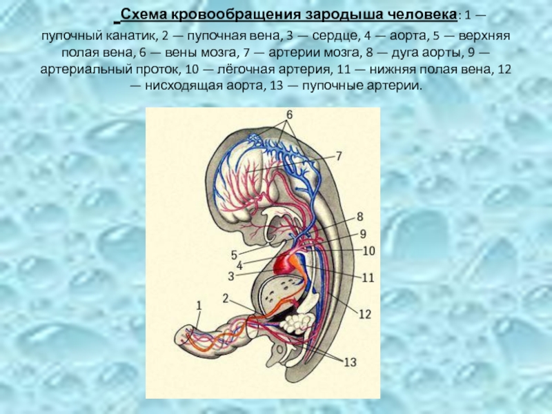 Схема зародыша человека