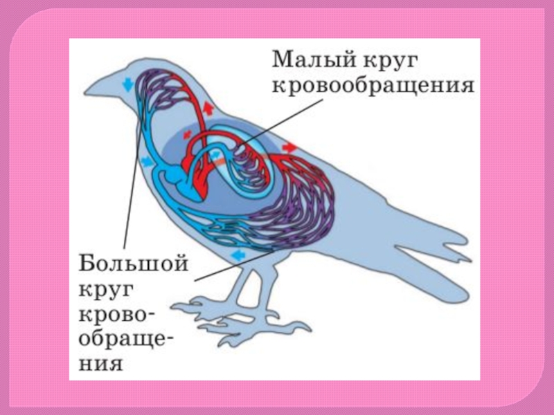 Кровеносная система голубя рисунок