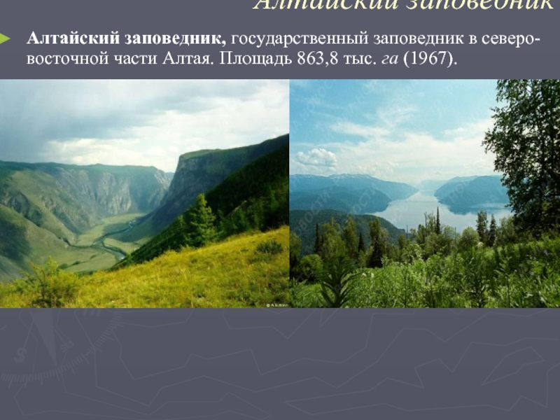 Заповедники северо восточной. Алтайский заповедник презентация. Северо Восточный заповедник. Алтайский заповедник 1967.