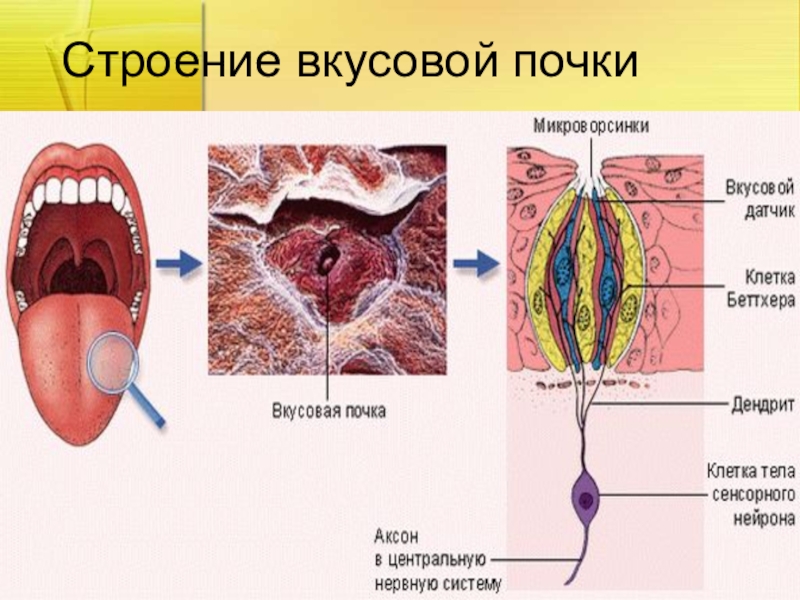 Вкусовые и обонятельные анализаторы презентация 8 класс