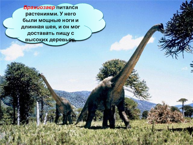 Брахиозавр питался растениями. У него были мощные ноги и длинная шея, и он мог доставать пищу с