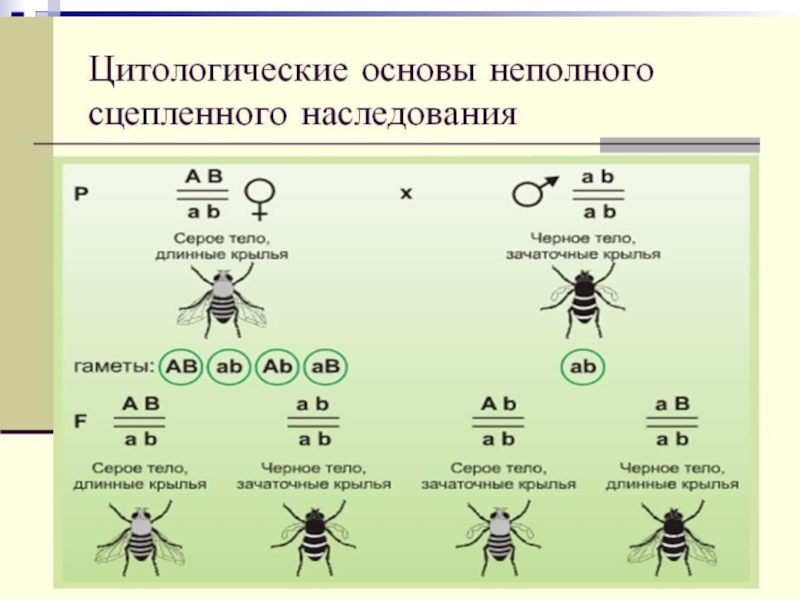 Полное и неполное сцепление генов презентация