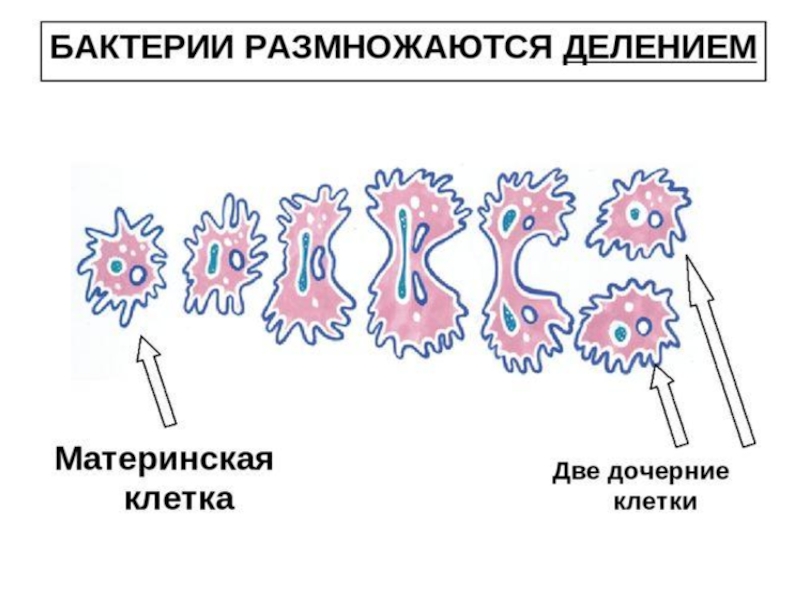 Деление материнской клетки. Схема бинарного деления бактериальной клетки. Размножение бактерий схема. Деление бактерий размножение. Бесполое размножение бактерий.