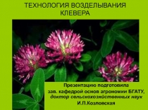 Технология возделывания клевера