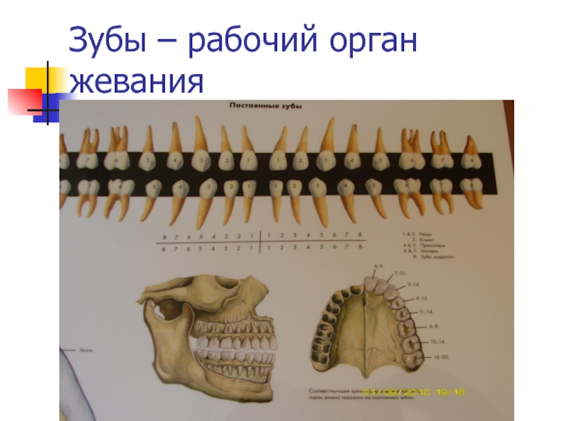 Зубы рабочий лист.