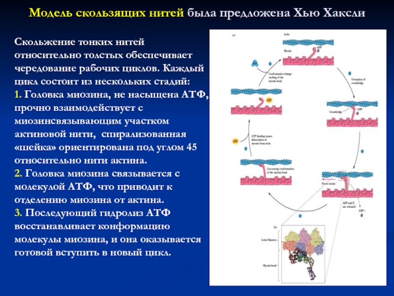 Биохимия мышц презентация