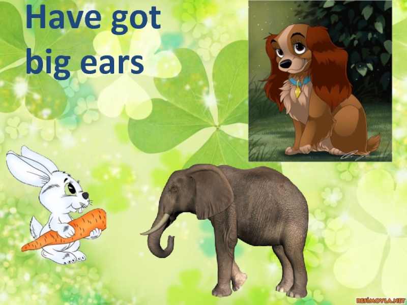 Got big ears перевод на русский. Got big Ears. Animals have big Ears. Have got big Ears. Has your Dog got big Ears.