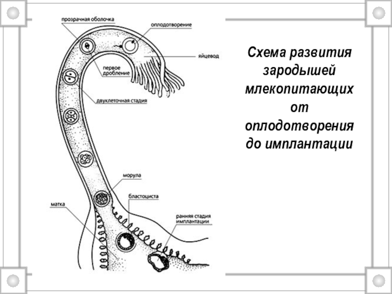 Схема развития эмбриона