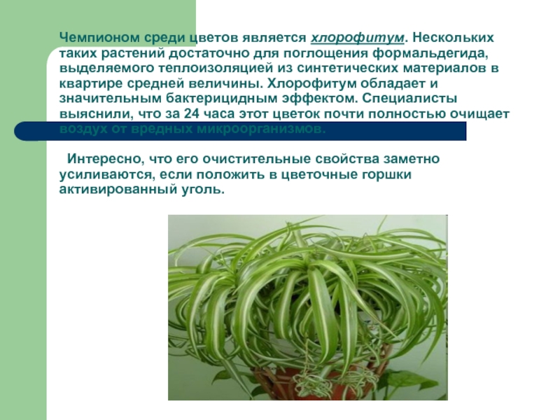 Хлорофитум вред. Растения поглощающие формальдегид. Комнатные растения поглощающие формальдегид. Хлорофитум очищает воздух. Хлорофитум на клумбе.
