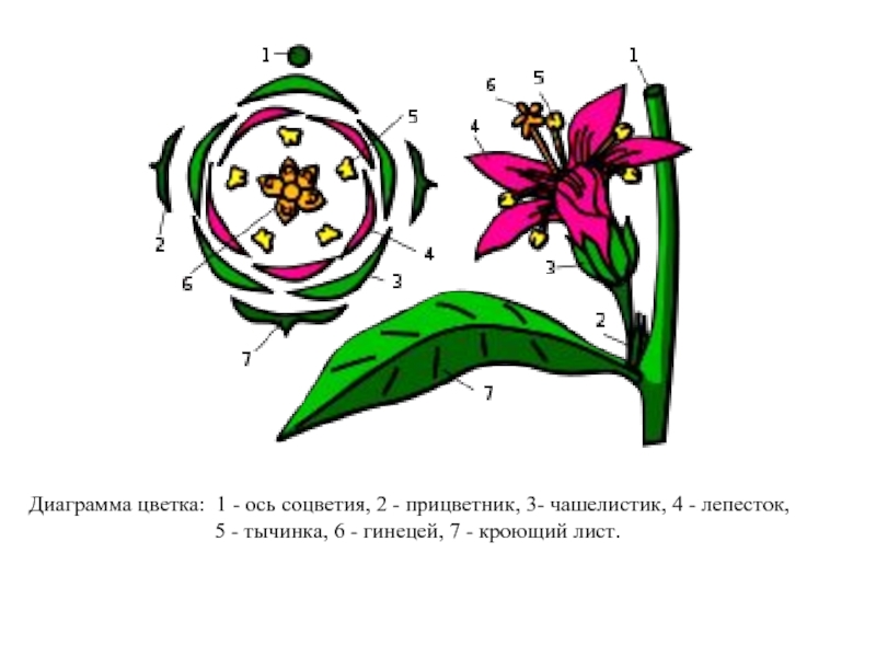 Диаграмма цветка: 1 - ось соцветия, 2 - прицветник, 3- чашелистик, 4 - лепесток,