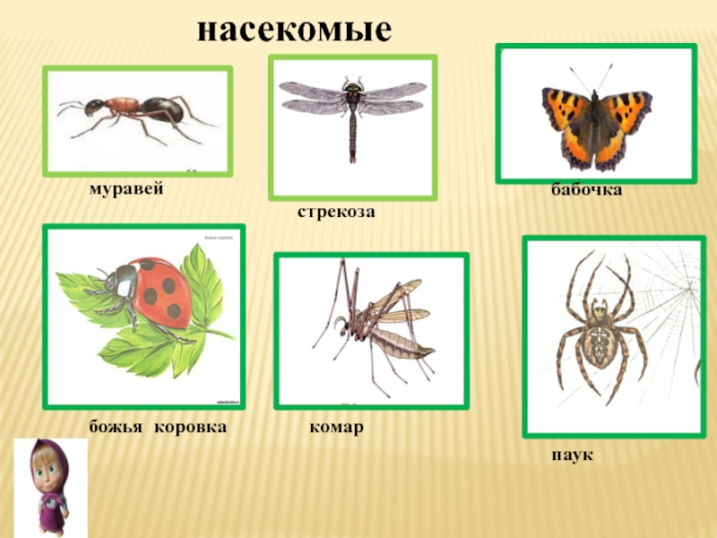 Жужелица схема слова цветная