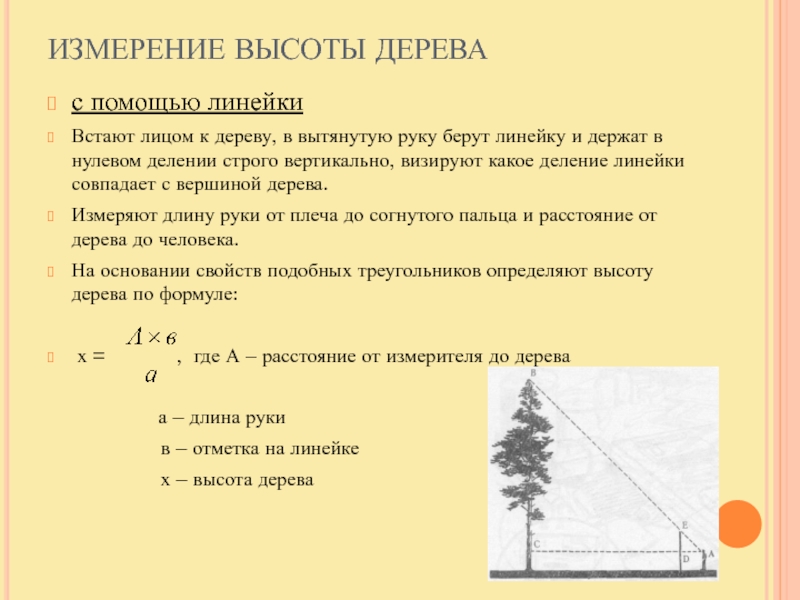 Высота дерева 10 м