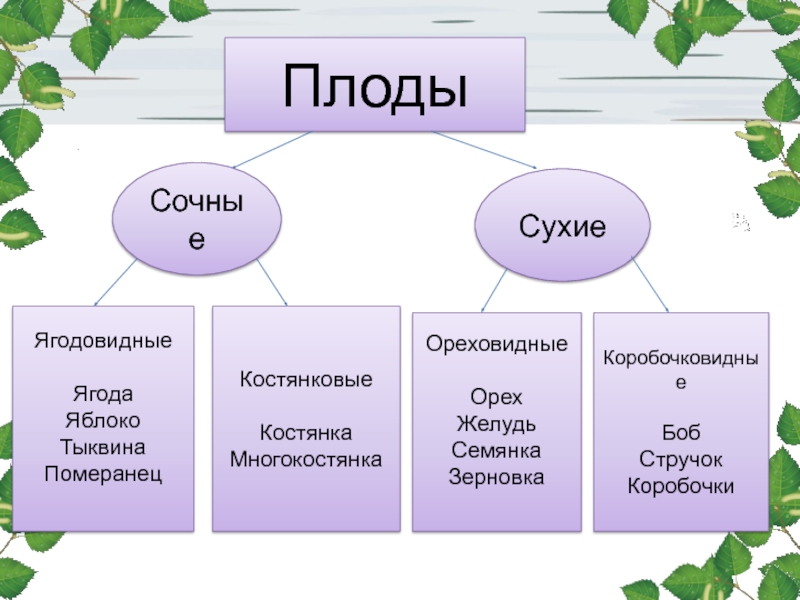 Виды плодов презентация