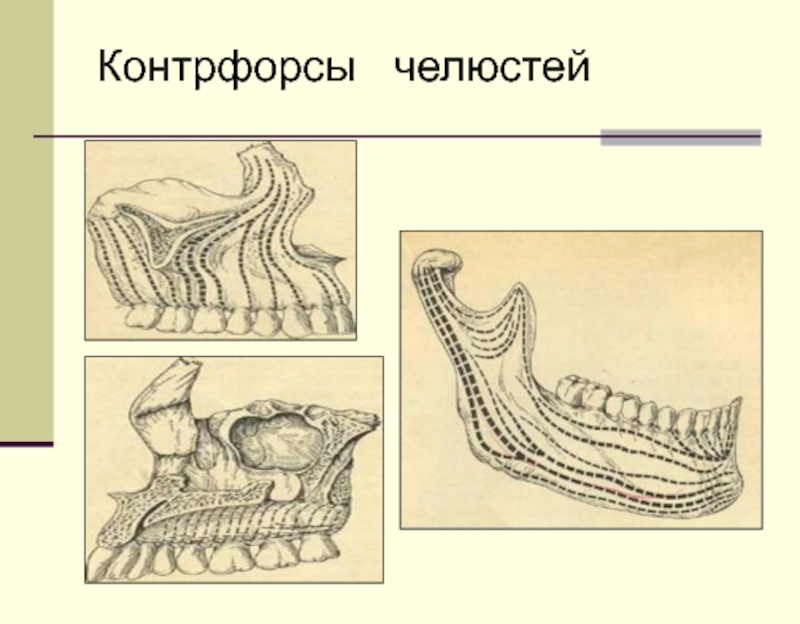 Схема контрфорсов анатомия