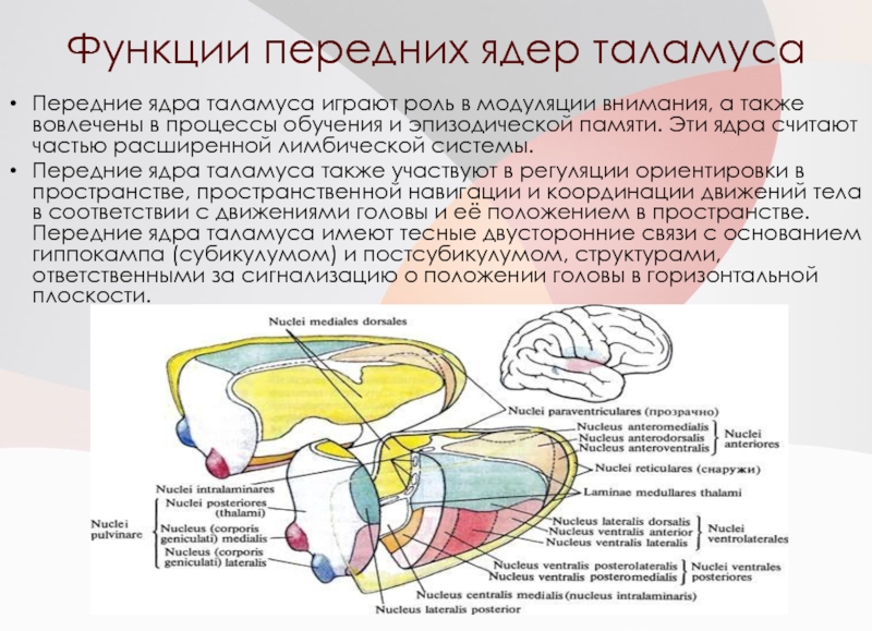 Промежуточный мозг функции. Медиодорсальное ядро таламуса. Ядра таламуса неврология. Функции ядер таламуса. Двигательные ядра таламуса функции.