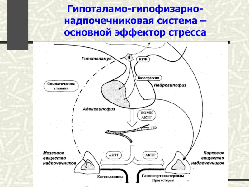 Схема гипоталамо гипофизарно адренокортикотропной системы