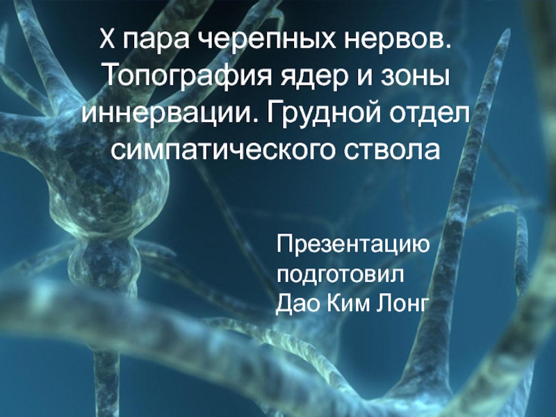 X пара черепных нервов. Топография ядер и зоны иннервации. Грудной отдел