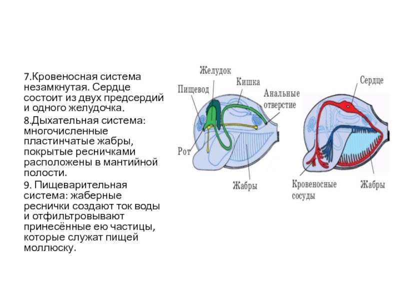 Моллюски дышат с помощью жабр. Органы дыхания – пластинчатые жабры. Незамкнутая кровеносная система у моллюсков. Незамкнутая пищеварительная система. В мантийной полости располагаются жабры.