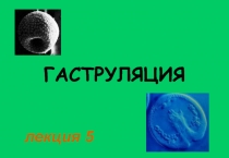 ГАСТРУЛЯЦИЯ
лекция 5