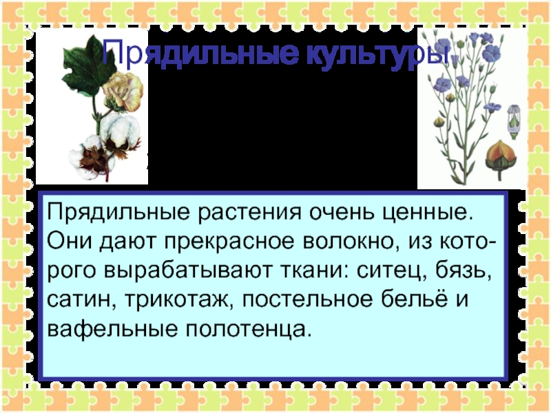 Прядильные растения. Прядильные растения Челябинской области. Прядильные растения Тамбовской области. Прядильные растения в Иркутской области. Волокна содержатся в листьях следующих прядильных культур:.