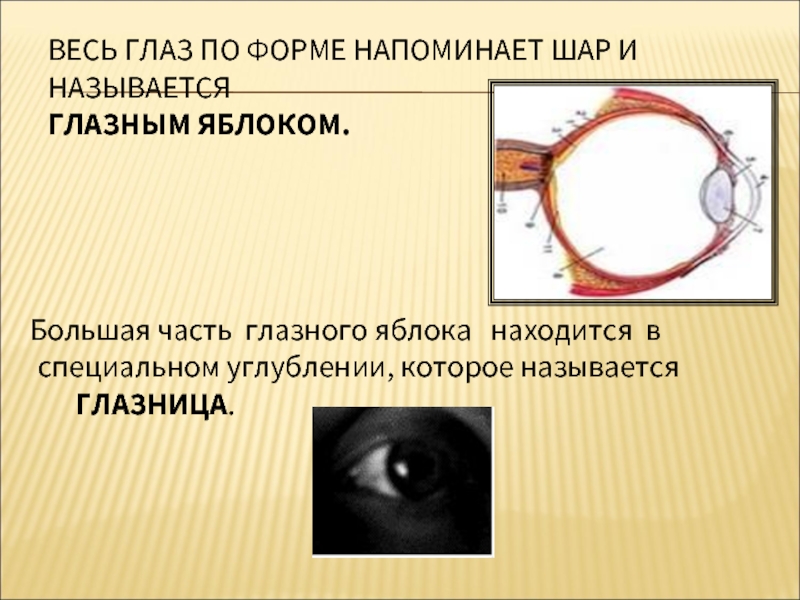 Какой части глазного яблока образуется изображение предмета. Части глазного яблока. Фиксация глазного яблока. Положение глазного яблока в глазнице. Глазница без глазного яблока.